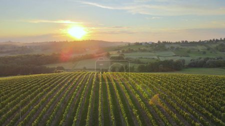 Aerial View Of Vineyards farms grapes plantation France hills countryside at sunrise. Amazing golden hour light agricultural landscape