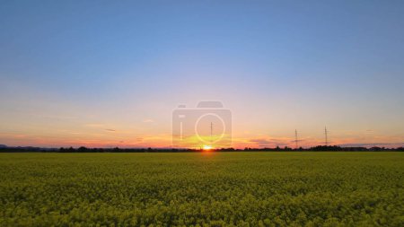 Photo for Aerial over yellow color flowers of cultivated Canola fields during golden hour - Royalty Free Image
