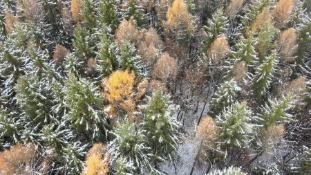 Photo for Aerial view Snowfall of a picturesque frozen forest with snow covered spruce and pine trees. Christmas winter landscape. Top view woodland - Royalty Free Image