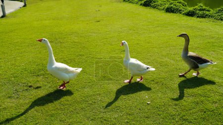 Photo for Goose with young white goslings in green grass. A flock of geese enjoy a walking in the field - Royalty Free Image