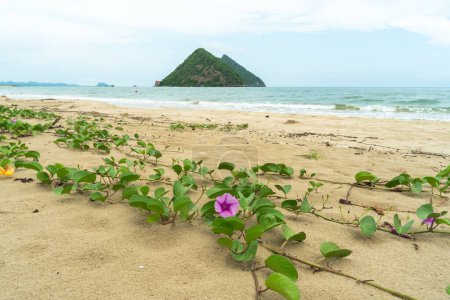 Photo for Ipomoea pes-caprae, also known as bayhops, bay-hops, beach morning glory or goat's foot, is a common pantropical creeping vine. It grows on the upper parts of beaches and endures salted air. - Royalty Free Image