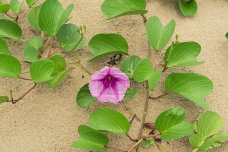 Photo for Ipomoea pes-caprae, also known as bayhops, bay-hops, beach morning glory or goat's foot, is a common pantropical creeping vine. It grows on the upper parts of beaches and endures salted air. - Royalty Free Image