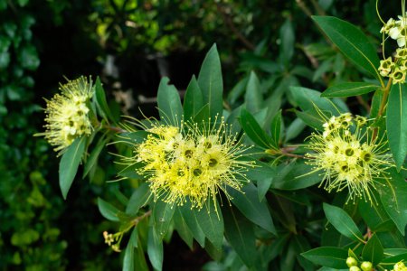 Foto de Xanthostemon chrysanthus, comúnmente conocida como penda dorada, es una especie de árbol y arbusto de la familia Myrtaceae.. - Imagen libre de derechos