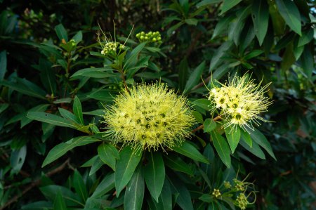 Foto de Xanthostemon chrysanthus, comúnmente conocida como penda dorada, es una especie de árbol y arbusto de la familia Myrtaceae.. - Imagen libre de derechos