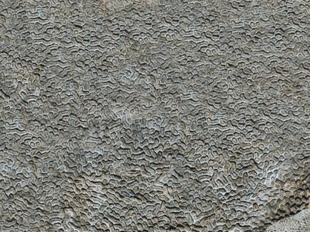Foto de Textura coral de fondo. Primer plano de la superficie de coral muerto. - Imagen libre de derechos