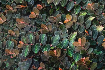 Pellionia repens hat eine attraktive Blattform und eine schöne Blattfarbe. Die Textur der Pellionia repens im Wald. Pflanzenwand, natürliche grüne Tapete und Hintergrund. Naturmauer. Natur Hintergrund des grünen Waldes