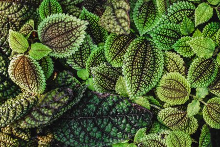 Closeup of the Pilea involucrata plant's green and velvet leaves. Pilea involucrata or Pilea mollis known as Moon Valley, commonly called the friendship plant, is a bushy trailing green plant which is sometimes cultivated, where high humidity can be 
