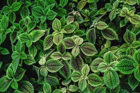 Nahaufnahme der grünen und samtenen Blätter der Pflanze Pilea involucrata. Pilea involucrata oder Pilea mollis, allgemein bekannt als Mondtal, ist eine buschige grüne Pflanze, die manchmal kultiviert wird, wo hohe Luftfeuchtigkeit herrschen kann. 