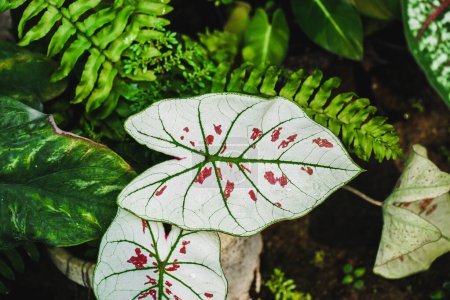 Close up tropische Blattpflanze, Caladium Strawberry Star mit einem weißen Fancy Leaf Caladium mit grünen Mittelvenen und rosa-roten Flecken an der Blattoberseite. Blick von oben in den Garten.