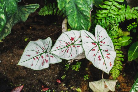 Close up tropische Blattpflanze, Caladium Strawberry Star mit einem weißen Fancy Leaf Caladium mit grünen Mittelvenen und rosa-roten Flecken an der Blattoberseite. Blick von oben in den Garten.