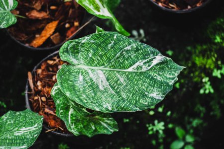 Closeup on the green mosaic pattern leaf of Calathea mosaica goeppertia kegeljanii, A popular tropical ornamental house plant.