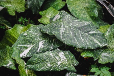 Closeup on the green mosaic pattern leaf of Calathea mosaica goeppertia kegeljanii, A popular tropical ornamental house plant.