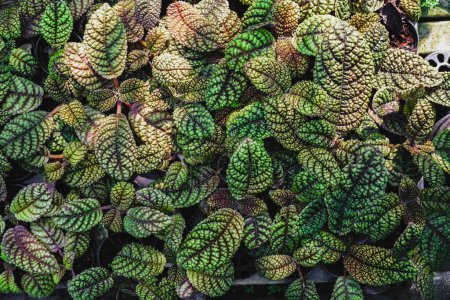 Pearcea rugosissima, Episcia cupreata is an ornamental plant that comes from the genus Episcia, this flowering plant comes from Africa, including the Gesneriaceae family. lush ornamental plants, wet with rain. Houseplant