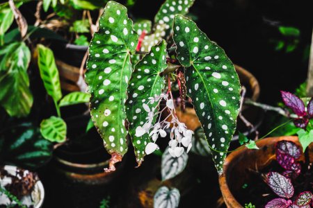 Beautiful Begonia plant leaves. Aptly named Begonia White Ice, this cane species with dark green leaves and dense white spots evokes wintry scenes of swirling blizzards and snow covered grounds. Contrary to its name, this begonia can tolerate bright 