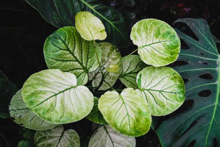 Polyscias balfouriana A native of New Caledonia. The leaves are attractive, large, glossy, rounded and have irregular milky white markings around the edges, giving the leaf a wrinkled appearance green and white stripe leaves in the garden.