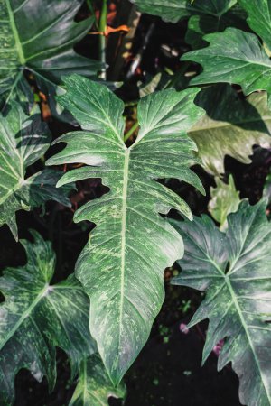 Closeup to Philodendron golden dragon variegated. Philodendron lime fiddle plant Beautiful tropical plants.