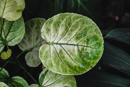 Polyscias balfouriana A native of New Caledonia. The leaves are attractive, large, glossy, rounded and have irregular milky white markings around the edges, giving the leaf a wrinkled appearance green and white stripe leaves in the garden.