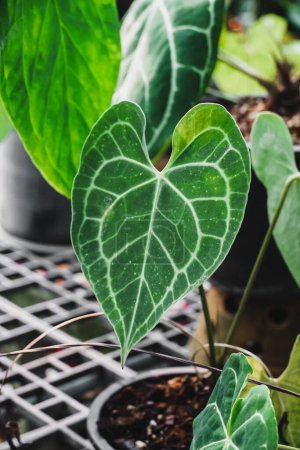 Elefantenohr oder Anthurium crystallinum, eine Zierpflanze mit breiten grünen Blättern und einem Mittelstreifen, eine dekorative Zimmerpflanze. Herzförmiges Blatt von Anthurium crystallinum.