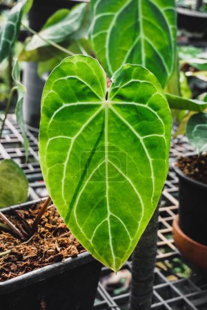 Elephant ear plant or Anthurium crystallinum, an ornamental plant with wide green leaves and a center line, an ornamental house plant. Heart shape leaf of Anthurium crystallinum.