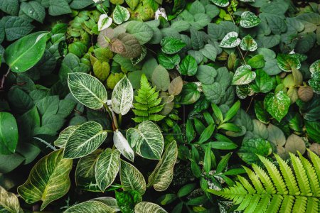Nature leaves green background in garden at spring. dark tropical foliage natural background. Close up green leave aroid. Nature green plant pattern background and texture.