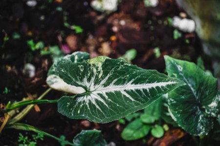 Syngonium im weißen Topf. Gartenarbeit zu Hause. Prominente grüne auffällige Pfeilkopfpflanze. Araceae Familie. Große Blätter von Syngonium podophyllum im Botanischen Garten in Thailand. Es ist eine der beiden bekanntesten Arten von Syngonium. Es gehört zu Araceae p