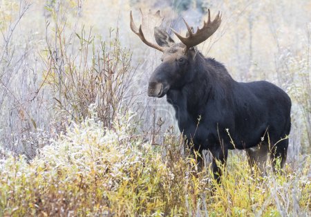 Young bull moose in willows on a foggy morning looking for love