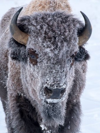 Hoar frost on bison portrait or head with white background in Tetons