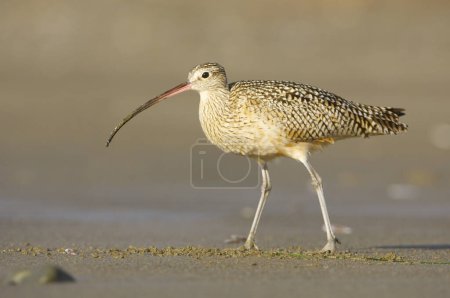 Photo for Long-billed Curlew, Numenius americanus, standing on tan sandy beach - Royalty Free Image