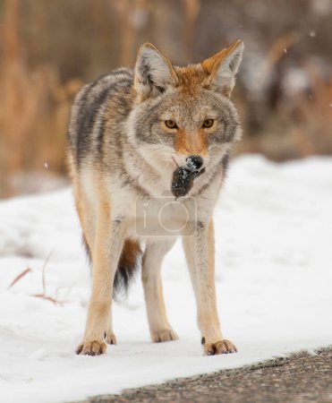 Téléchargez les photos : Coyote avec déjeuner de souris ou les campagnols dans la neige à Yellowstone - en image libre de droit