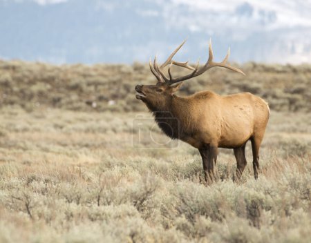 Bull elk bugling during rut