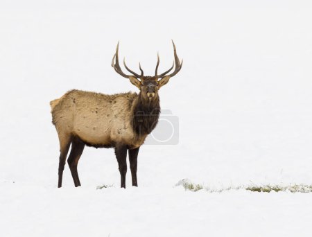 Téléchargez les photos : Bull elk en refuge se nourrissent au sol avec grand ensemble de bois - en image libre de droit