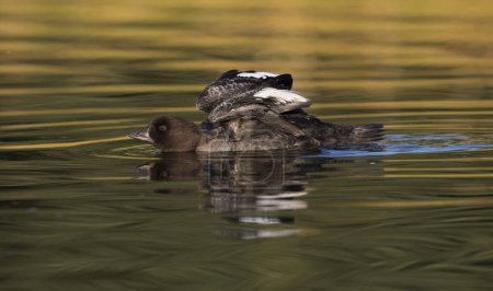 Photo for Goldeneye duck wing stretch in golden water at Schwabacher's Landing - Royalty Free Image