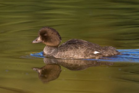 Photo for Profile of Goldeneye in calm water with reflection at Schwabacher's Landing - Royalty Free Image