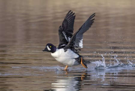 Photo for Goldeneye duck walks on water with wings stretched with trail of bubbles - Royalty Free Image