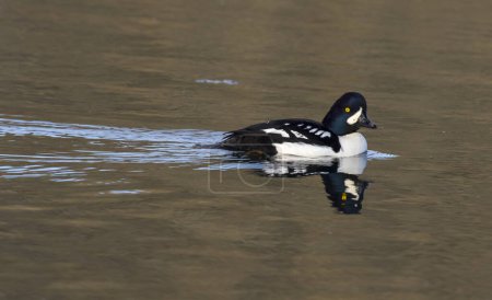 Photo for Goldeneye duck swimming in water of lake - Royalty Free Image