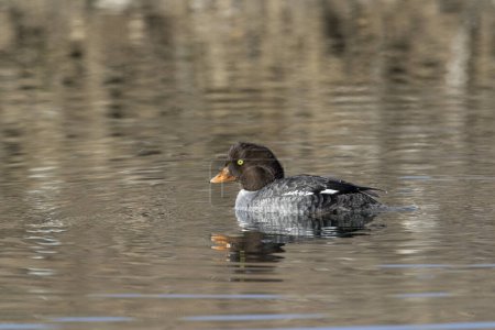 Photo for Goldeneye duck, female,  swimming in water of lake in autumn - Royalty Free Image