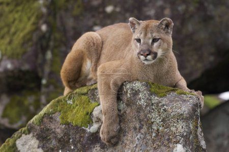 Téléchargez les photos : Lion de montagne sur la mousse des roches couvertes pendant période de printemps - en image libre de droit