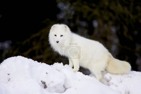 Photo for Arctic Foxes in deep snow - Royalty Free Image