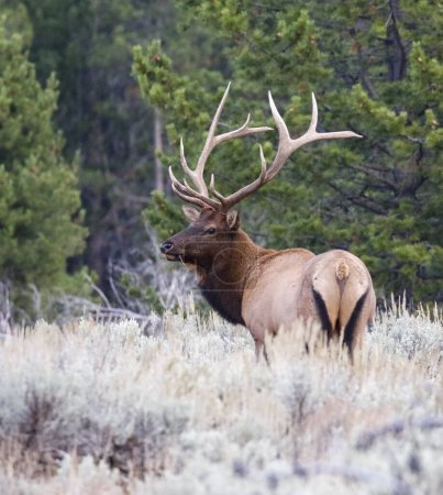 Photo for Bull elk looking over back in sagebrush - Royalty Free Image