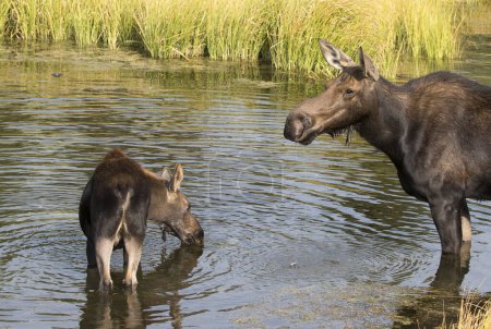 Photo for Cow moose teaching juvenile moose foraging in pond weeds - Royalty Free Image
