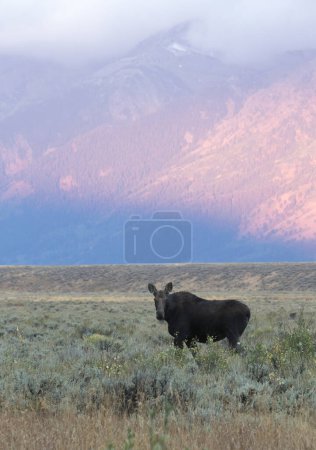 Foto de Vaca mooose en sagebrush en la luz de la mañana - Imagen libre de derechos