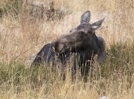 Téléchargez les photos : Vache orignal ruminant dans l'herbe - en image libre de droit