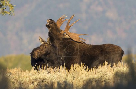 Photo for Flehmen reponse by bull moose over cow moose in middle of rut in autumn - Royalty Free Image