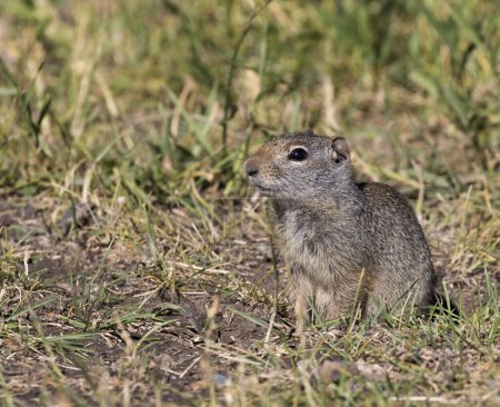 Téléchargez les photos : Uinta écureuil terrestre sur l'herbe près du terrier en été - en image libre de droit