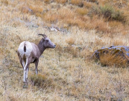 Téléchargez les photos : Mouflon de brebis dans l’armoise et l’herbe, à l’arrière - en image libre de droit