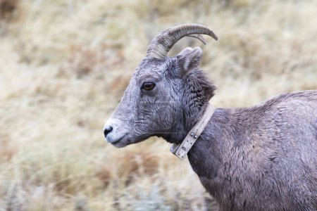 Téléchargez les photos : Collier GPS sur les mouflons brebis - en image libre de droit