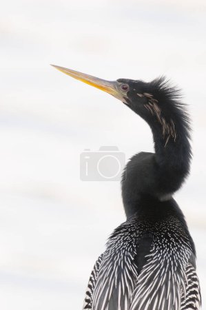 Photo for Anhinga portrait with white background and "I need a haircut" look - Royalty Free Image