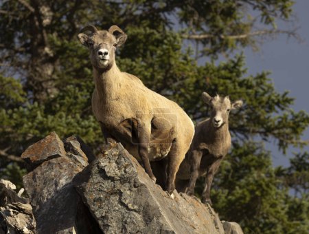 Téléchargez les photos : Deux brebis mouflons sur les rochers - en image libre de droit
