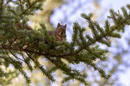 Photo for American red squirrel in fir tree - Royalty Free Image