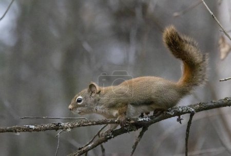 Photo for American red squirrel on tree limb - Royalty Free Image